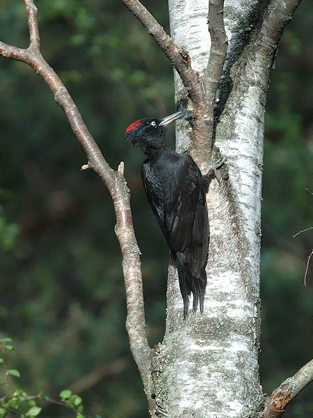 Palokärki, Black Woodpecker, Dryocopus martius